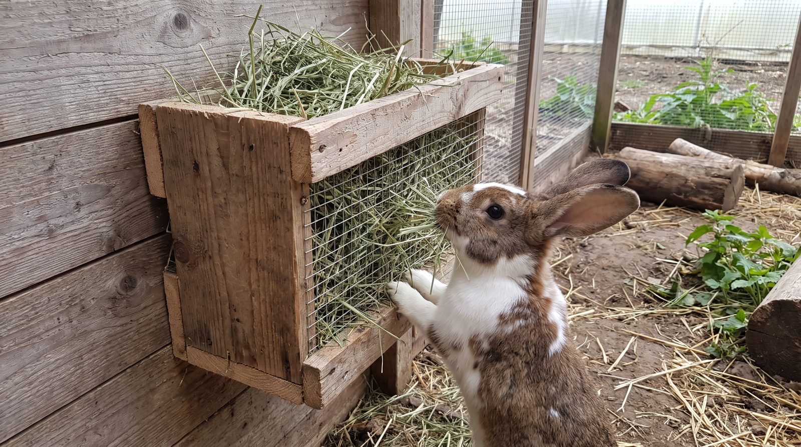 Selbstgebaute Heuraufe aus Holz und Drahtgitter mit Kaninchen im Gehege